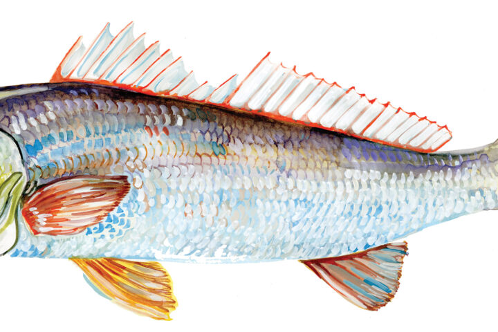 Redfish