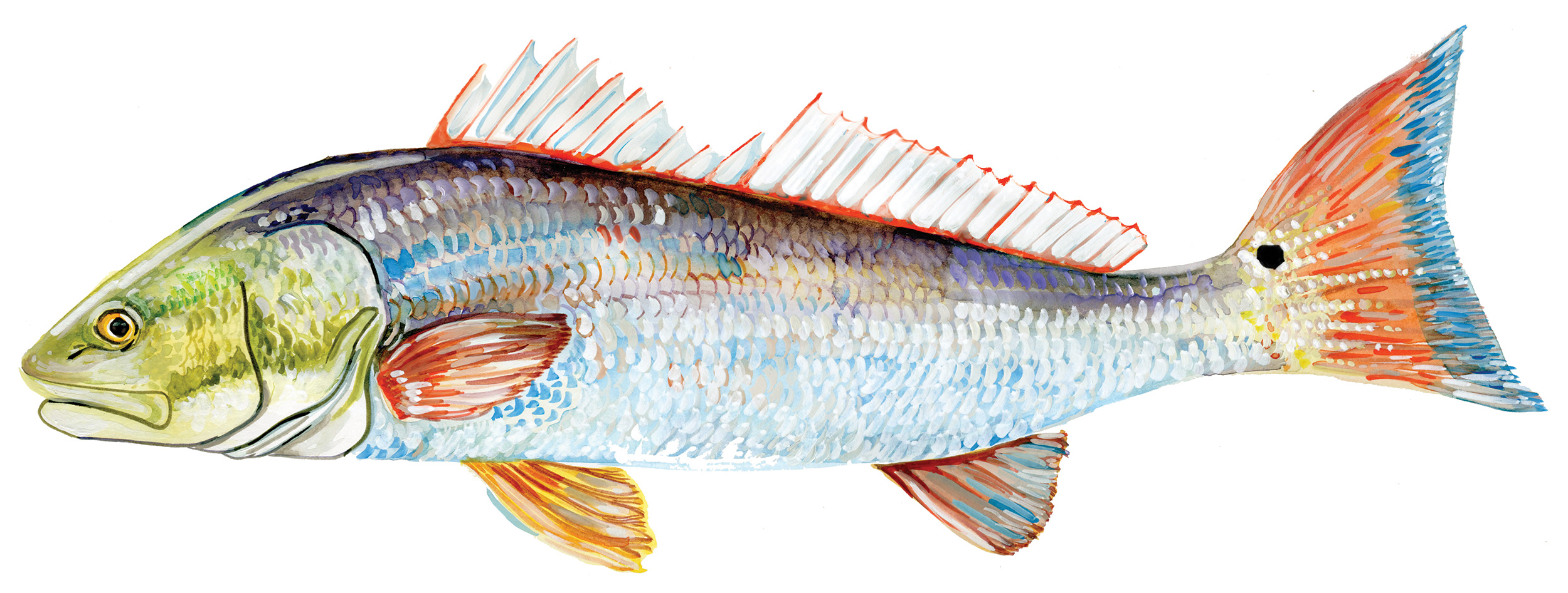 All the basics for catching (and eating) your dinner • Jekyll Island,  Georgia • Vacation, Conservation, and Education Destination