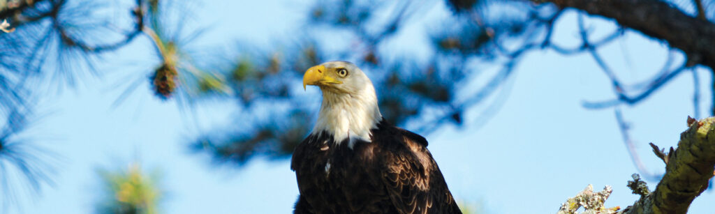 Bald eagle