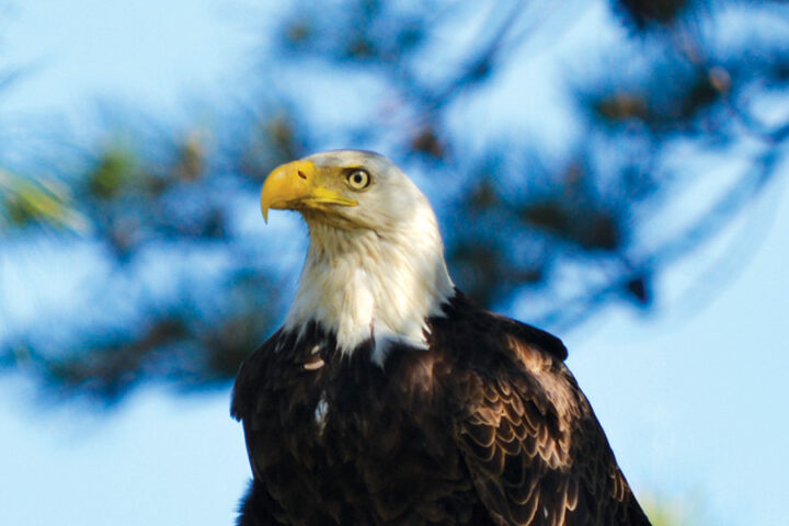 Bald eagle