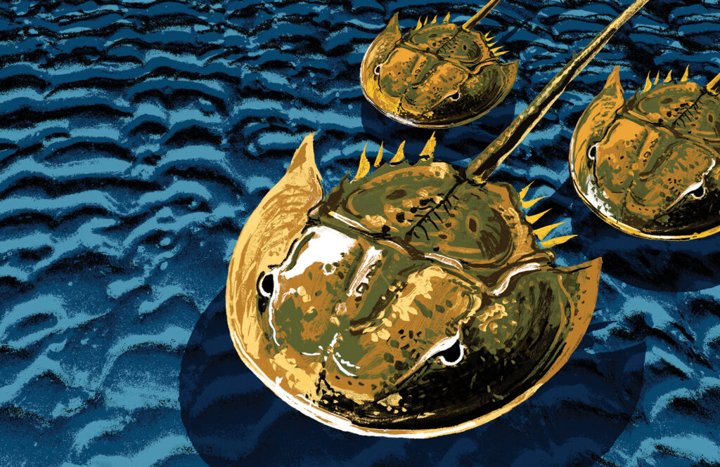 Horseshoe Crabs