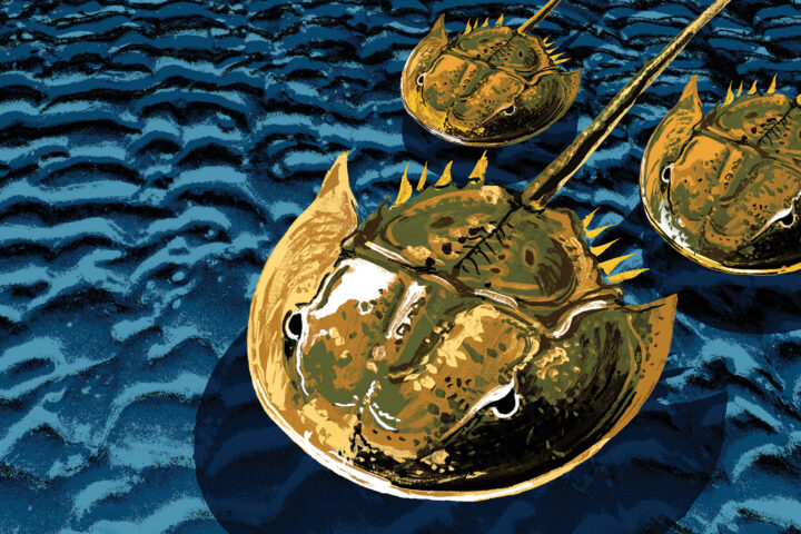 Horseshoe Crabs