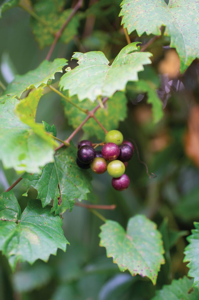 Muscadines