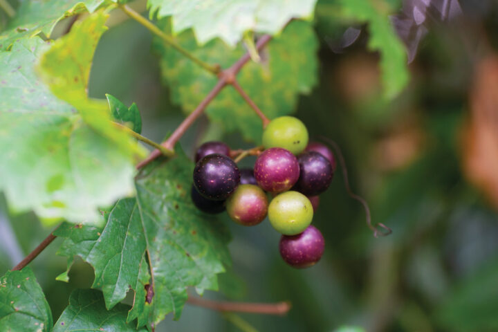 Muscadines