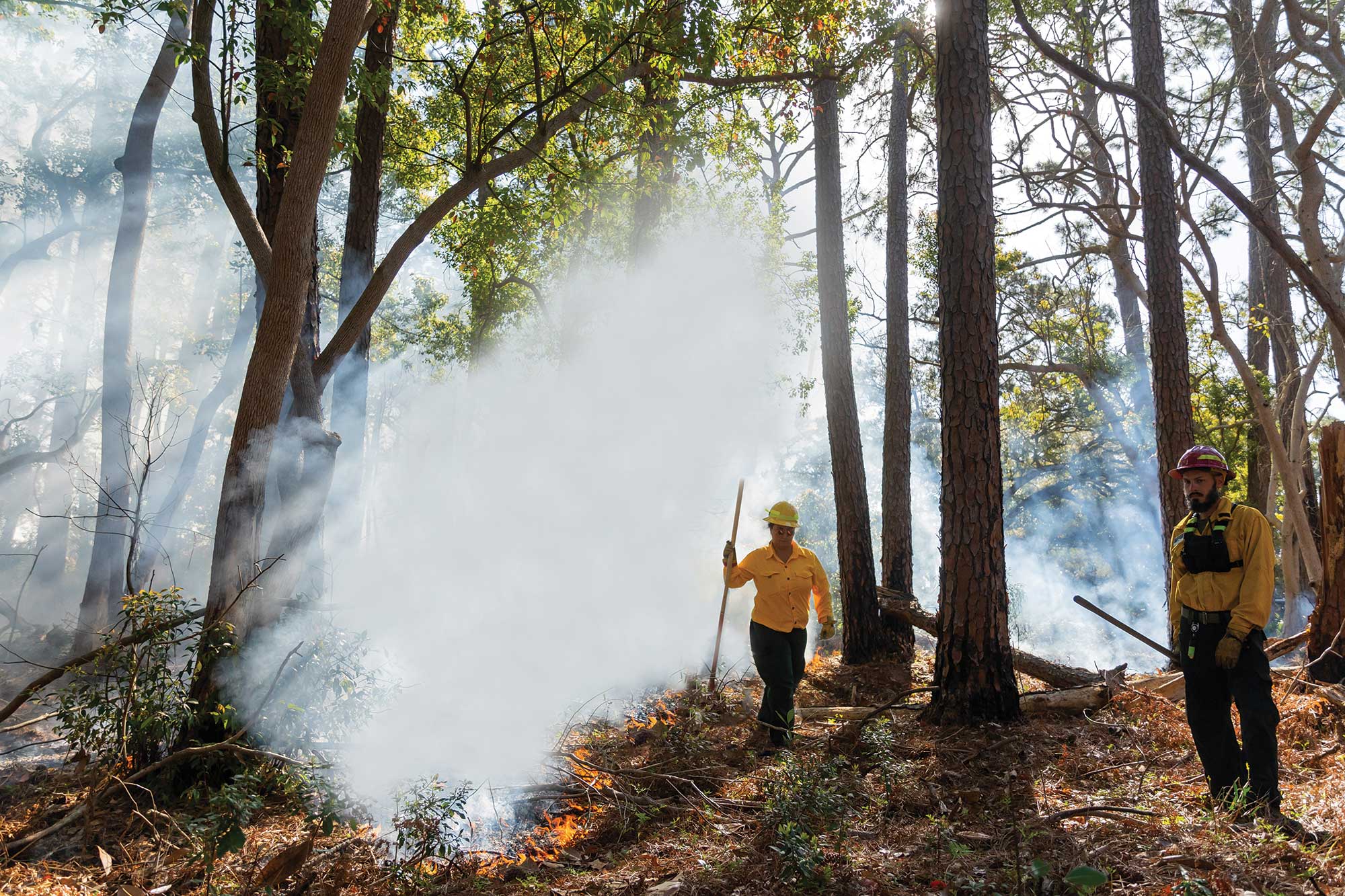 A Cleansing Fire • Jekyll Island, Georgia • Vacation, Conservation, and ...