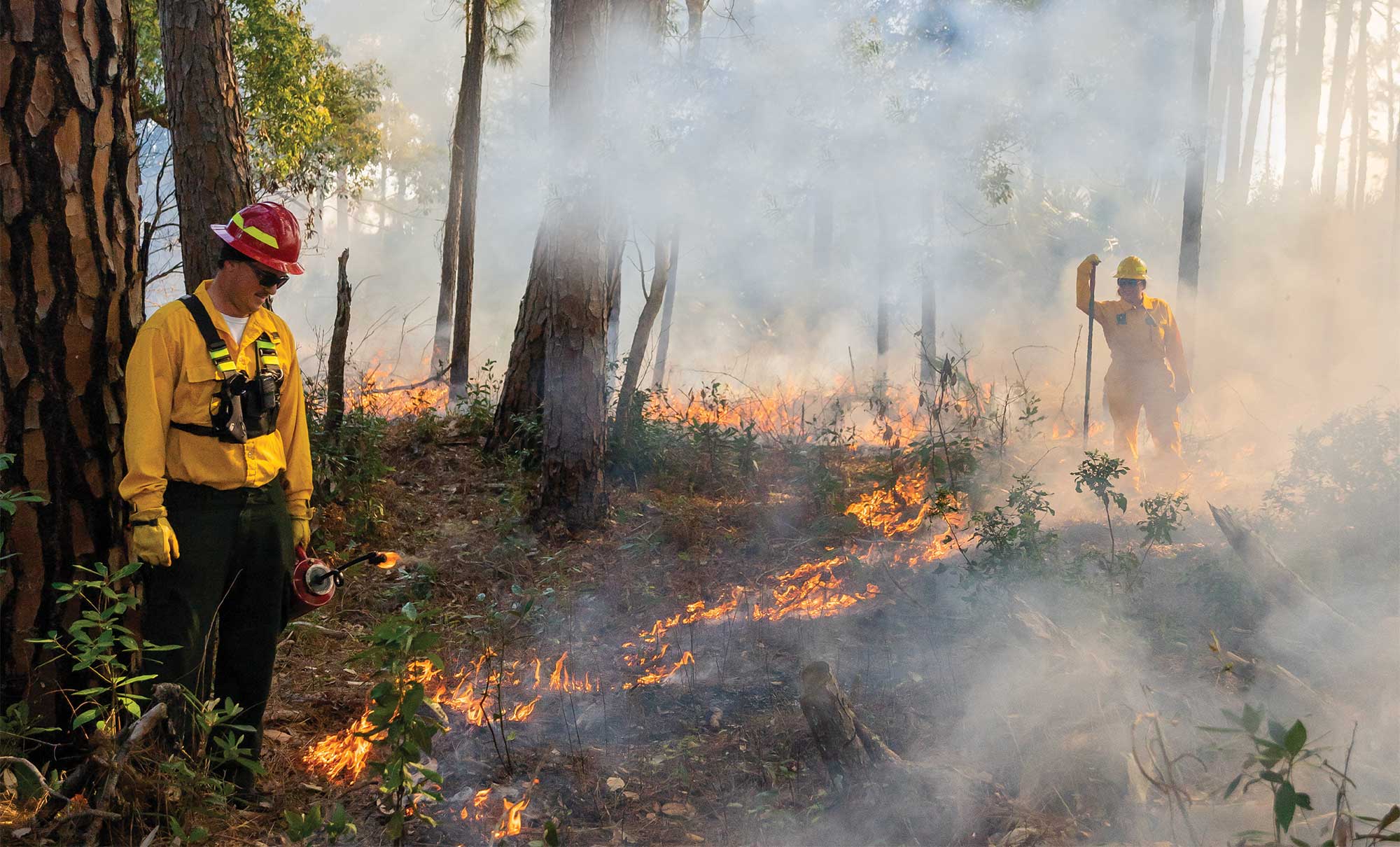 A Cleansing Fire • Jekyll Island, Georgia • Vacation, Conservation, and ...