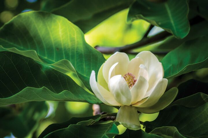 Magnolia