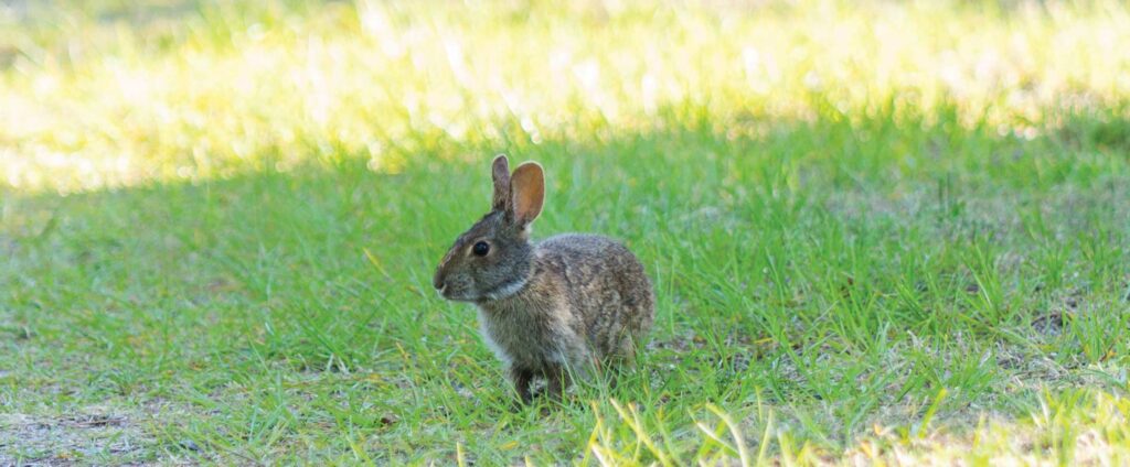 Marsh rabbit