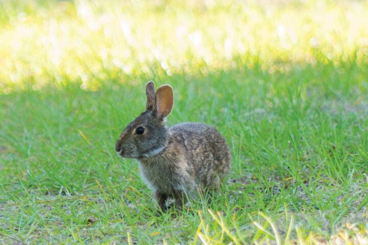 Marsh rabbit