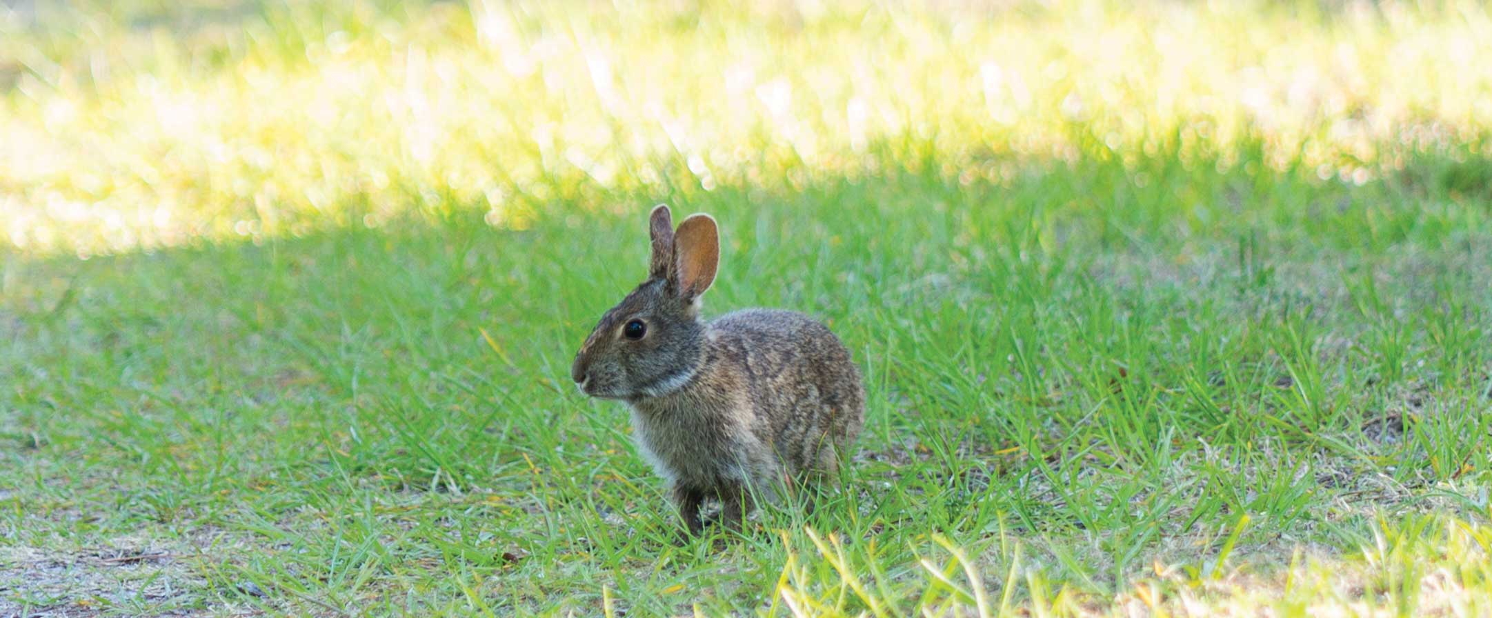 Georgia Rabbits Bunnies‚ Bunnies‚ Everywhere • Jekyll Island, Georgia • Vacation ...