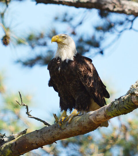 Eagle perched on Jekyll Island.