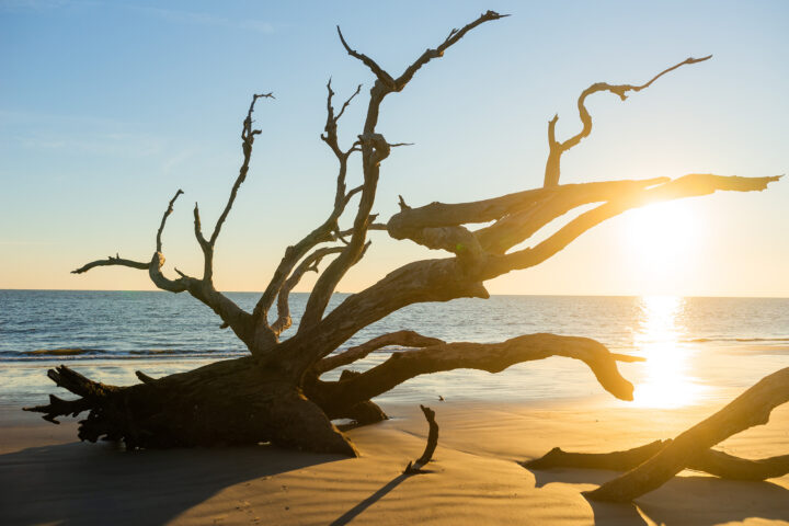 Driftwood Beach at sunrise