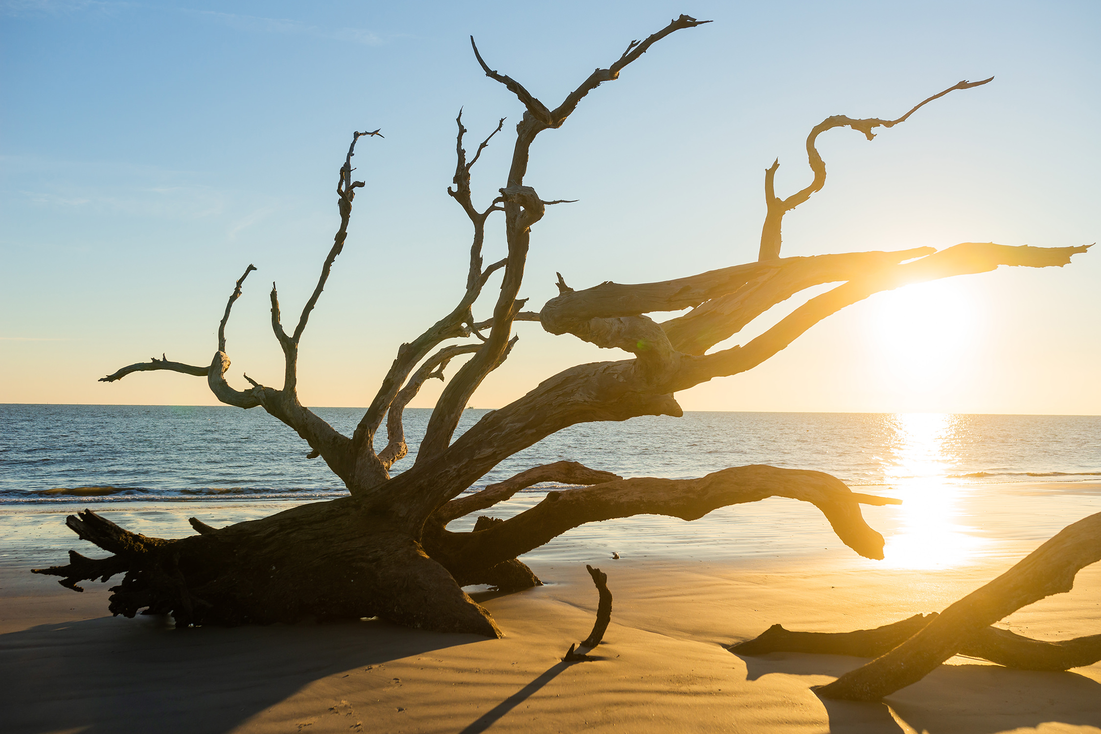 driftwood-beach-jekyll-island-georgia-vacation-conservation-and