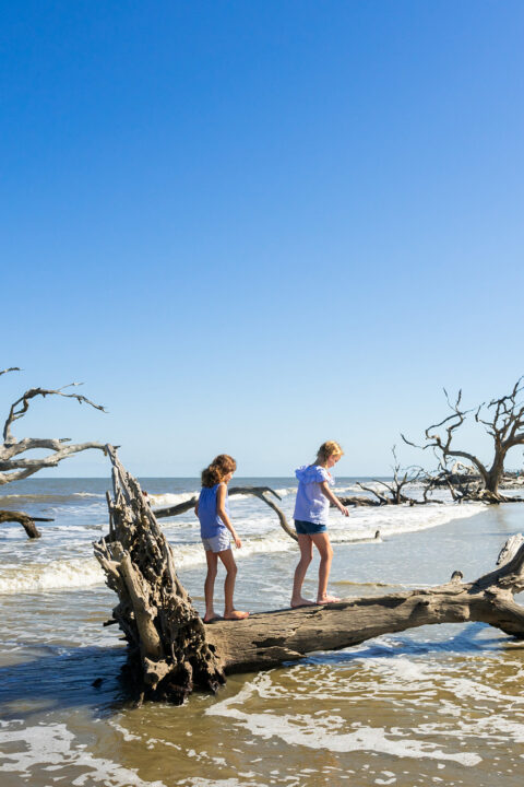 Kids climbing down tree at Driftwood Beach