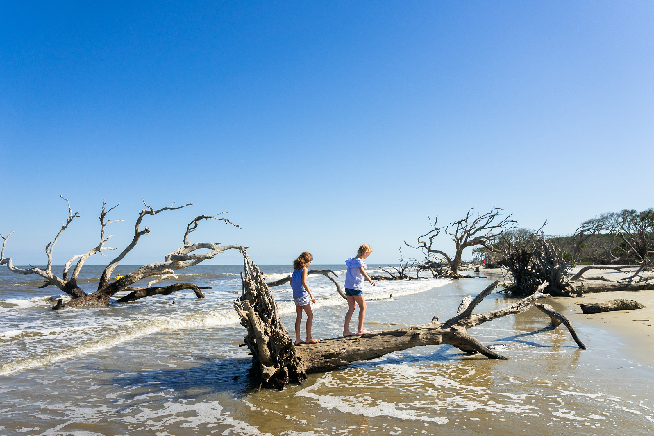 Driftwood Beach • Jekyll Island Georgia • Vacation Conservation And