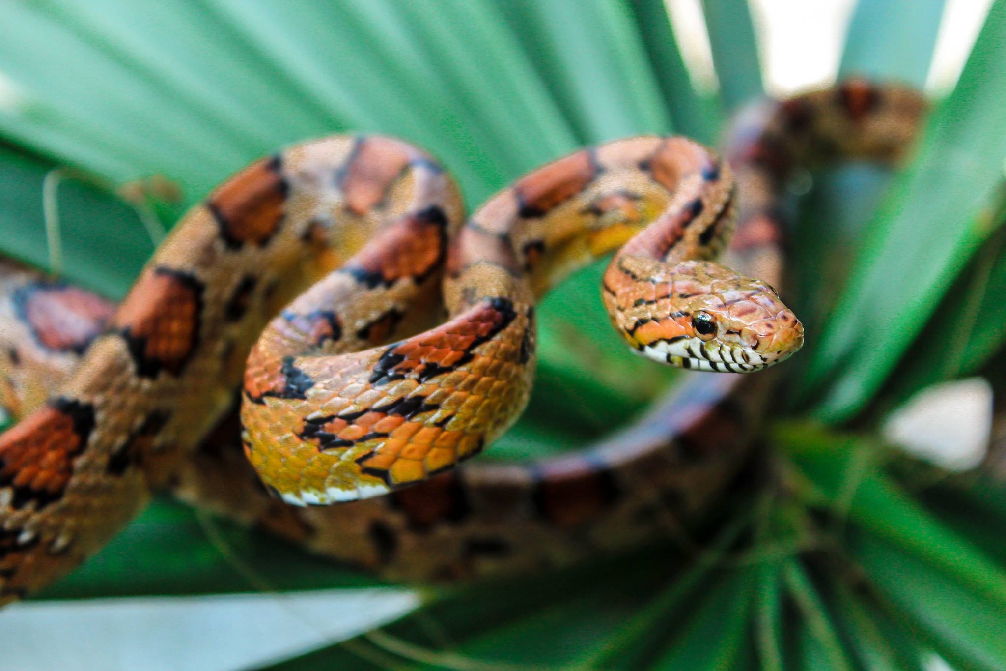 Snakes of the Southeast • Jekyll Island, • Vacation, Conservation, and Education Destination