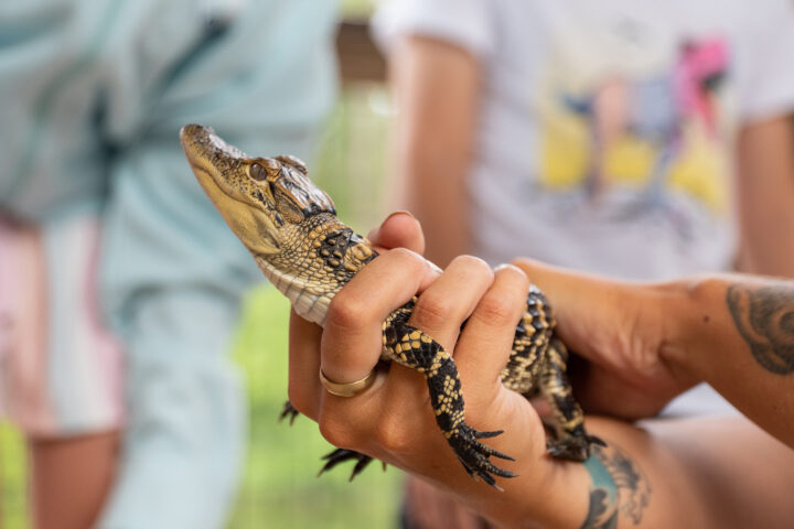 Gatorology program with gator in ranger's hand