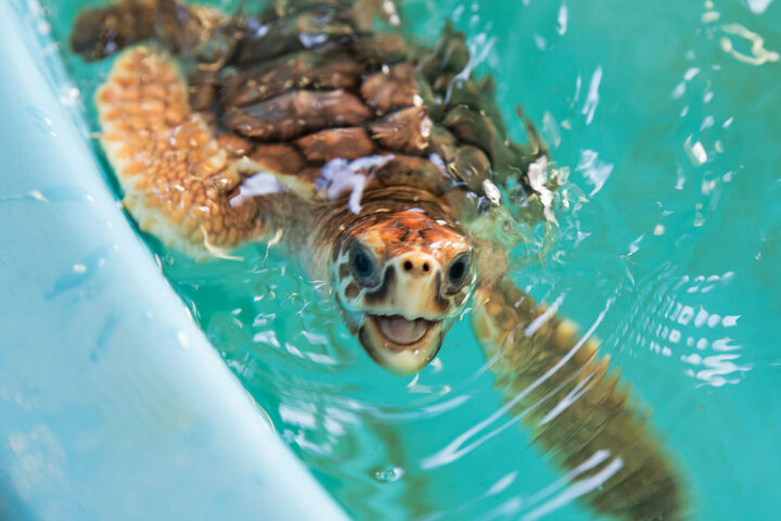 Sea turtle at the Georgia Sea Turtle Center