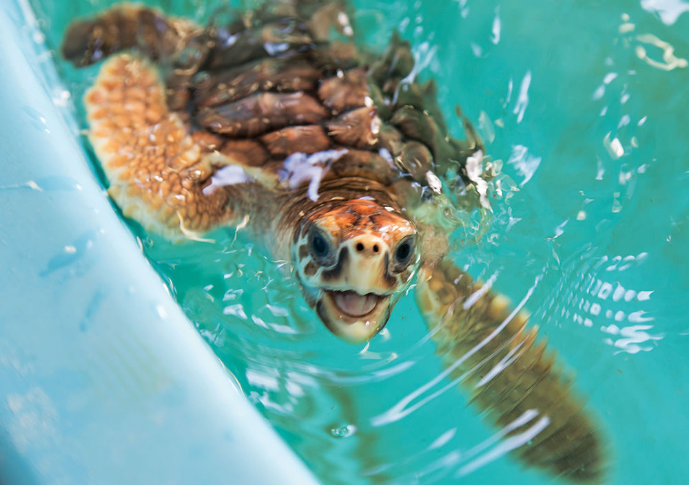 Turtle Crawl • Jekyll Island, • Vacation, Conservation, and