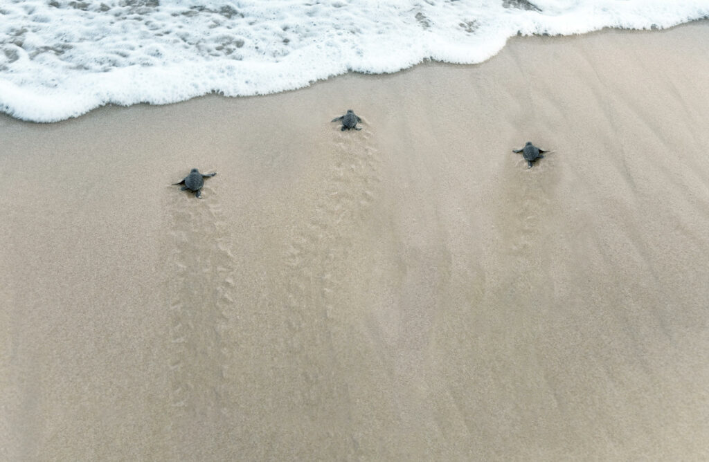 Sea turtle hatchlings crawling to ocean