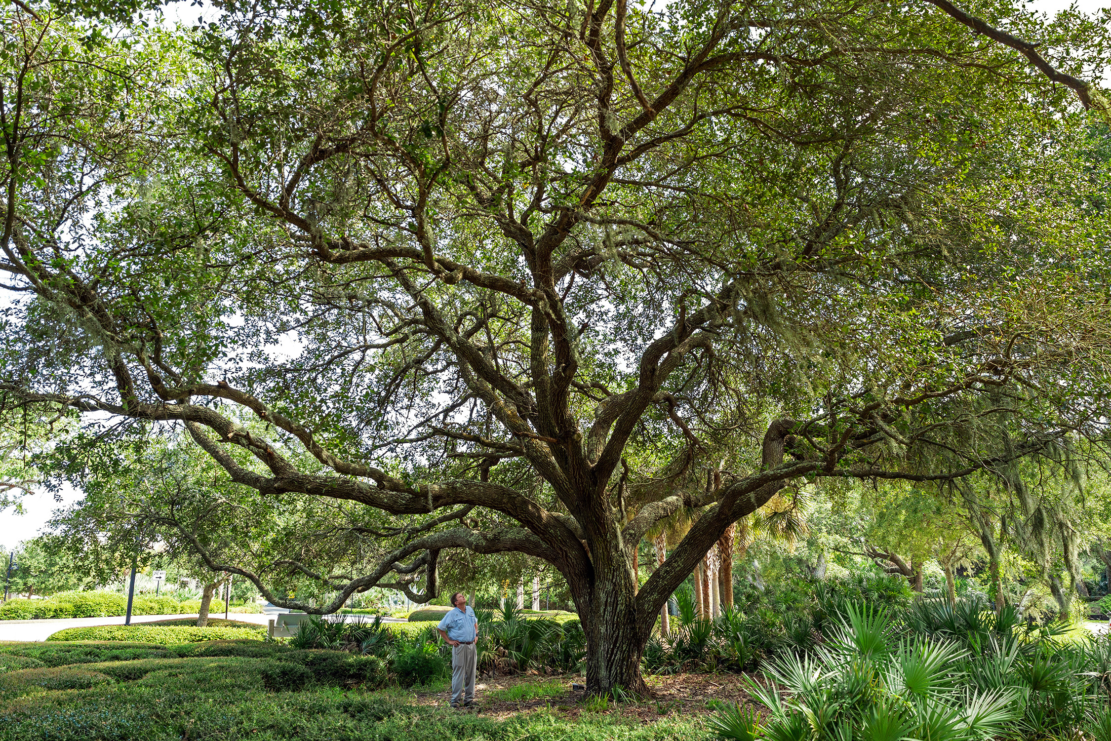 Care for the Canopy • Jekyll Island, Georgia • Vacation