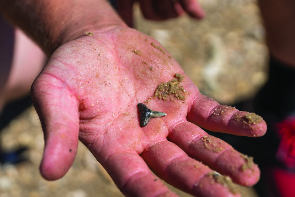 Hidden Jekyll Island shark tooth on Shark Tooth Beach