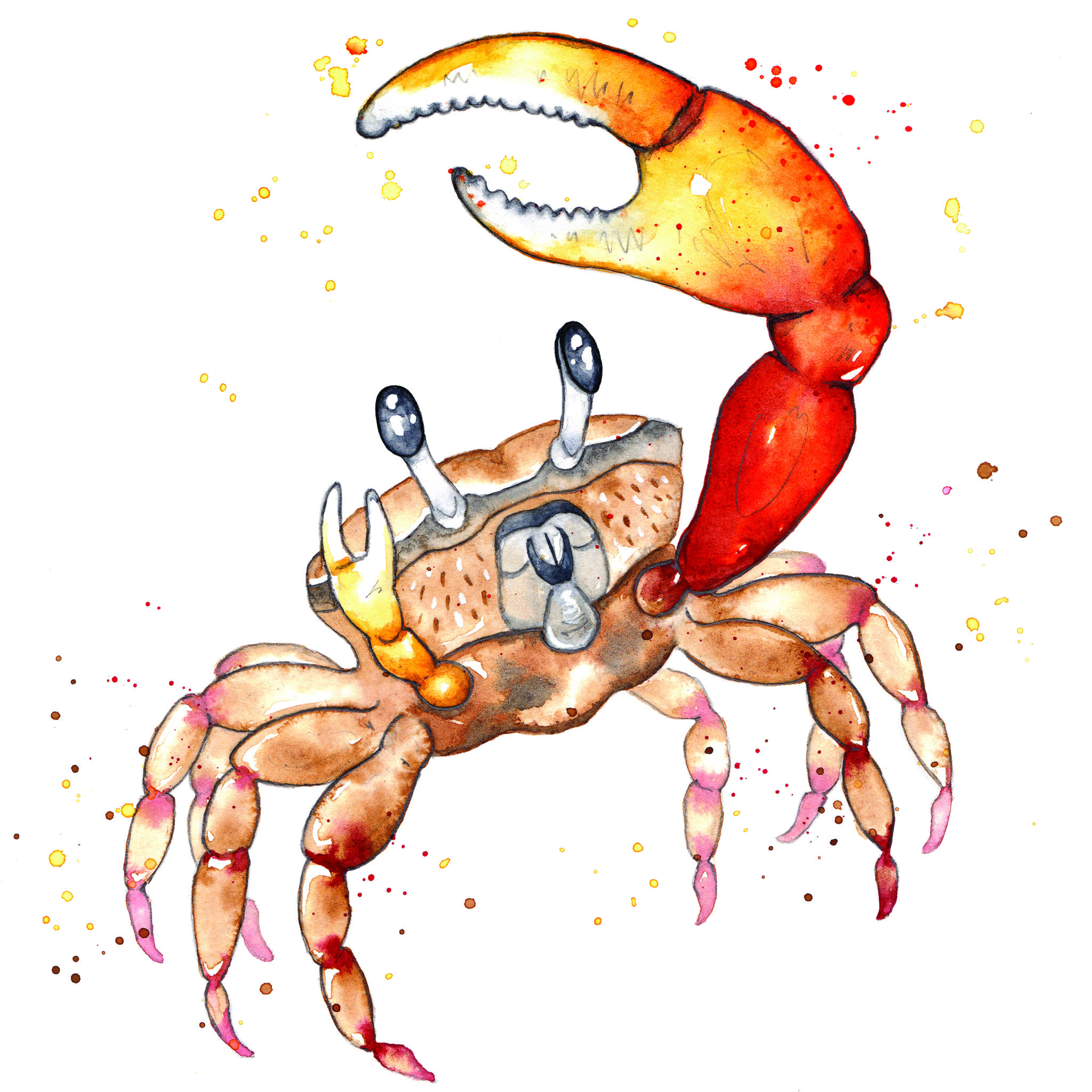 Claw and Order • Jekyll Island, Georgia • Vacation, Conservation, and