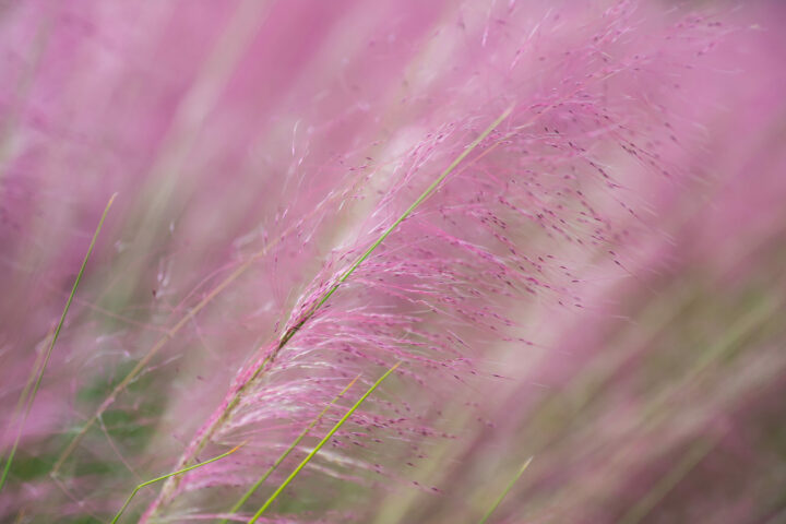post-img_muhly-grass