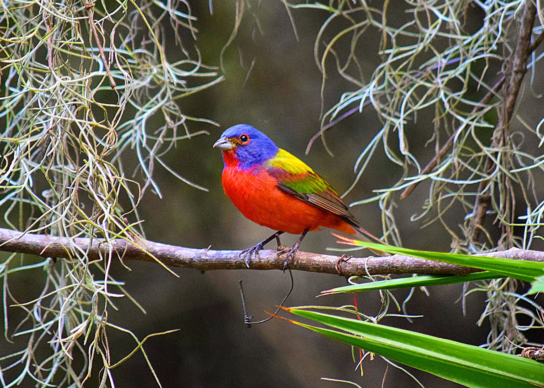 Coastal Twist on Leaf Peeping Five Jekyll Island Coastal Color