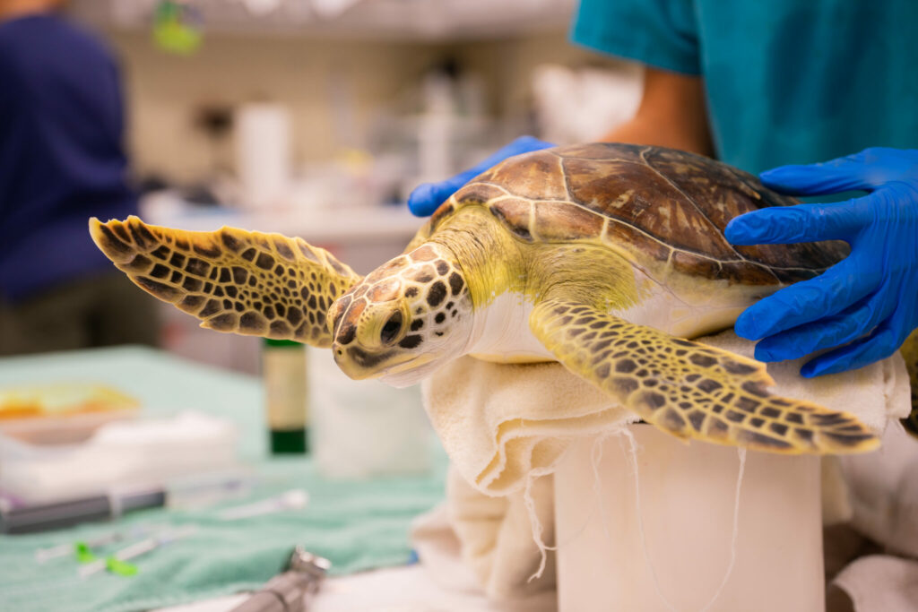 sea turtle in treatment room, sea turtle season