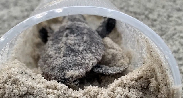 seven ways to save a sea turtle
