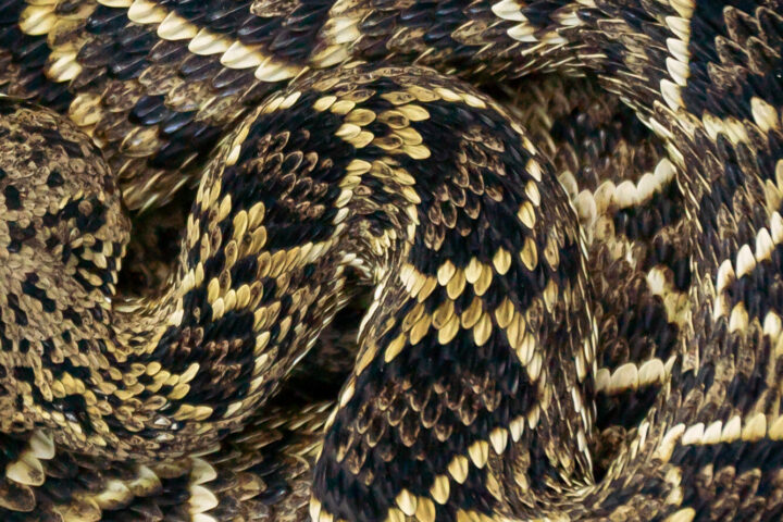 Eastern Diamondback Rattlesnake