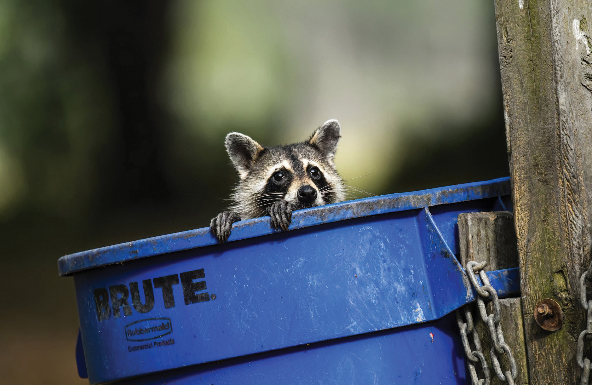 Clever Critters • Jekyll Island, Georgia • Vacation, Conservation